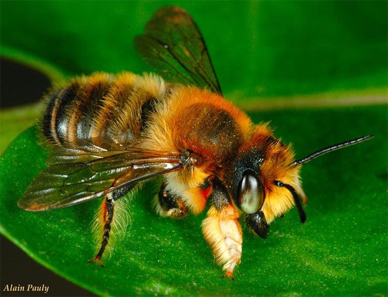 Megachile willughbiella, male