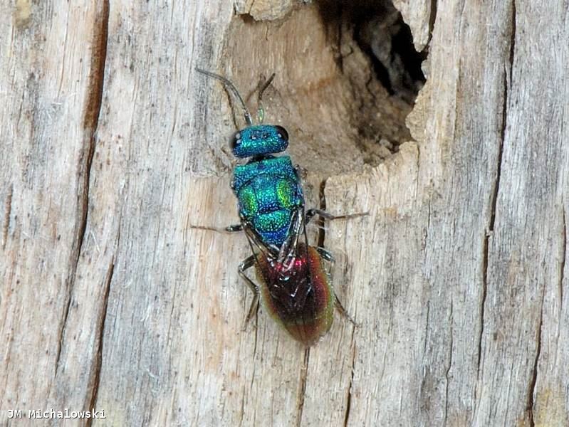 Chrysis (Chrysura) radians  Femelle