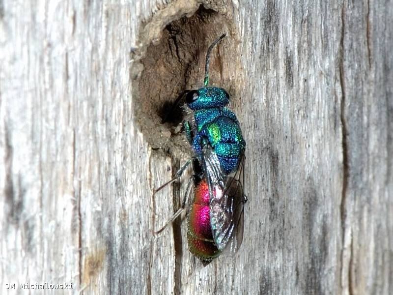 Chrysis (Chrysura) radians  Femelle