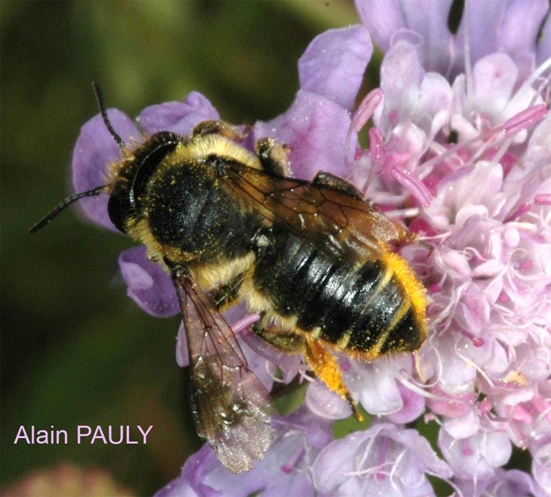 Megachile centuncularis, femelle 