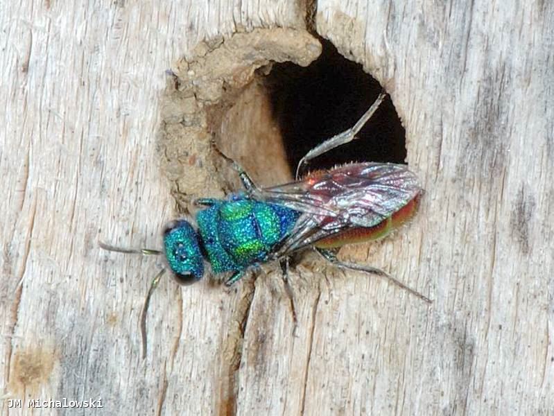 Chrysis (Chrysura) radians  Femelle