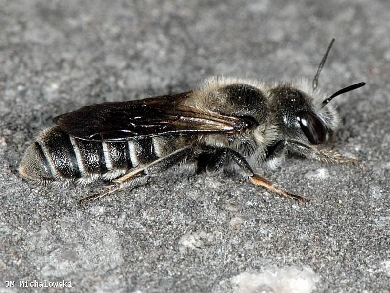 Hoplitis (Hoplitis) adunca 