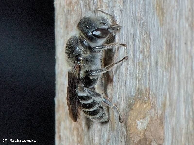 Hoplitis (Hoplitis) adunca 