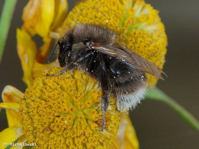 Bombus hypnorum ssp ericetorum