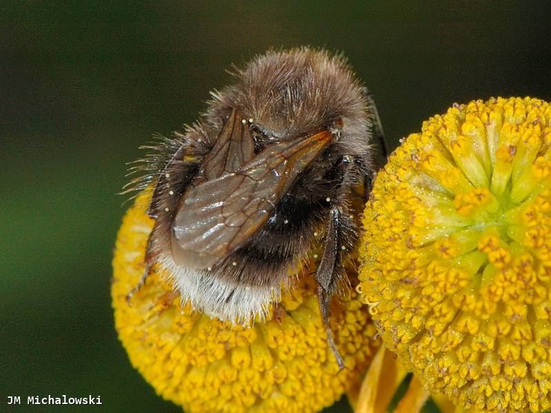 Bombus hypnorum ssp ericetorum