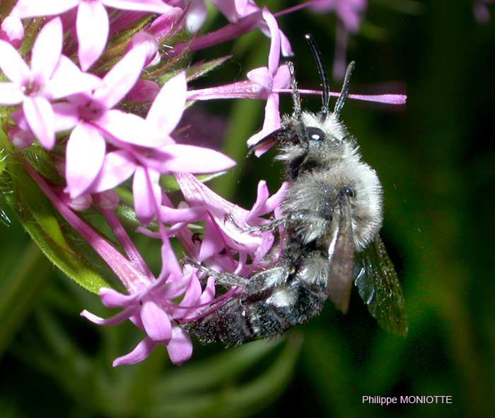 Melecta albifrons