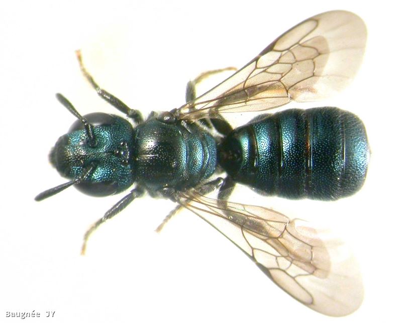 Ceratina cyanea