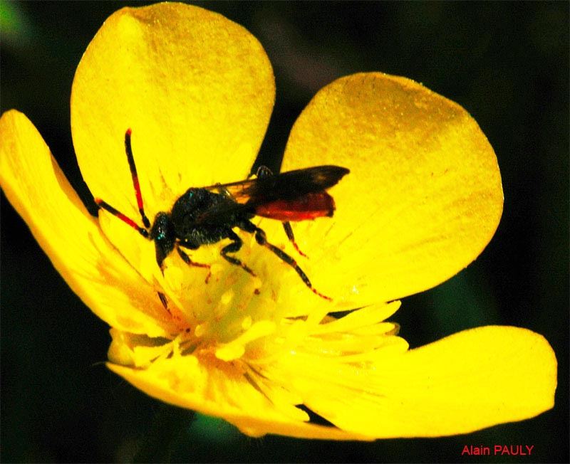 Nomada fabriciana (Linnaeus 1767)