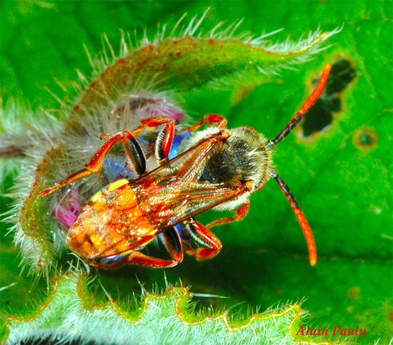 Nomada sp.