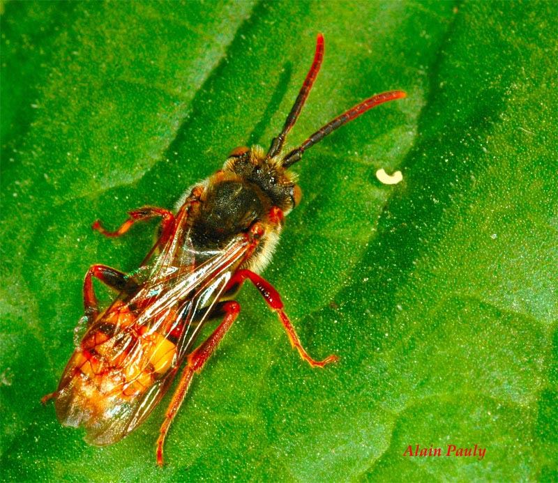 Nomada sp.