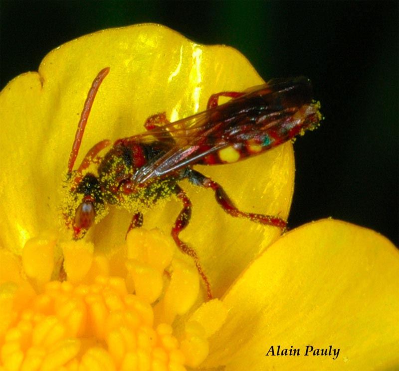 Nomada cfr.panzeri ?, femelle