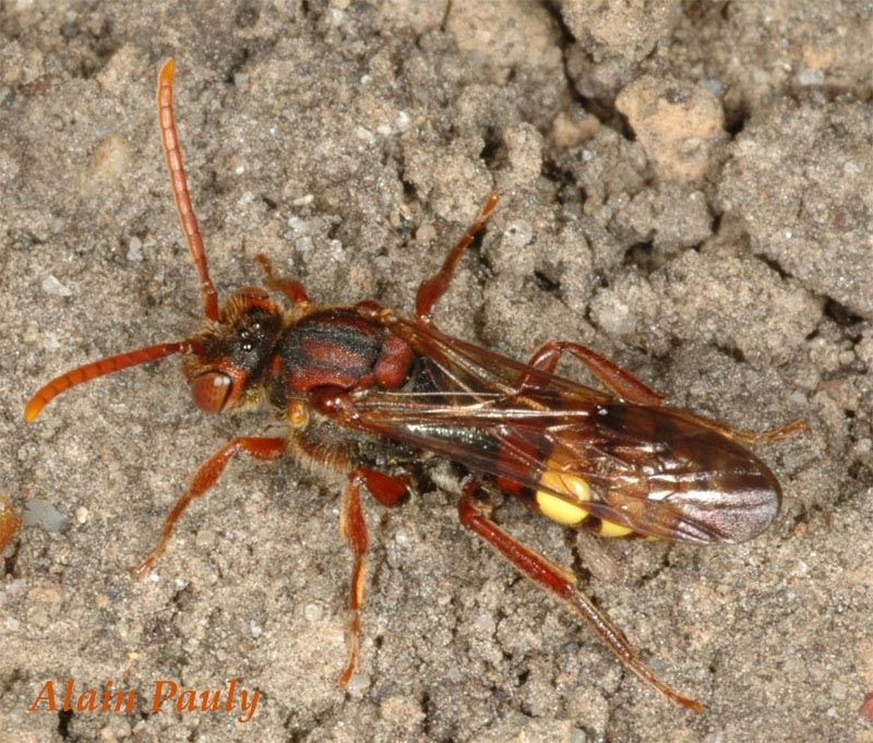 Nomada ruficornis