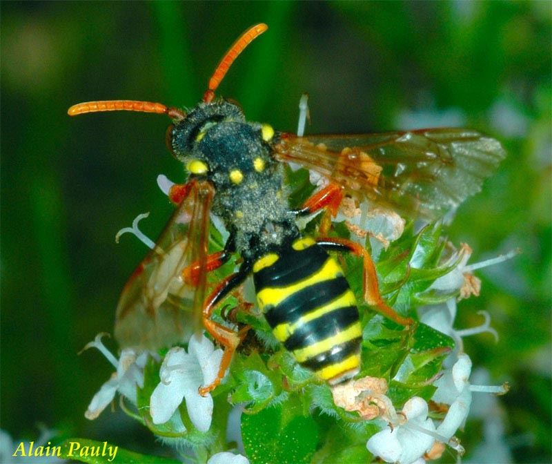 Nomada sp.