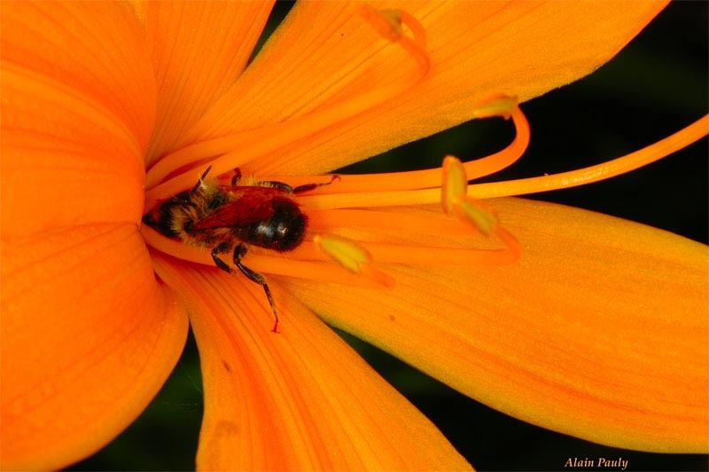 Osmia rufa, male