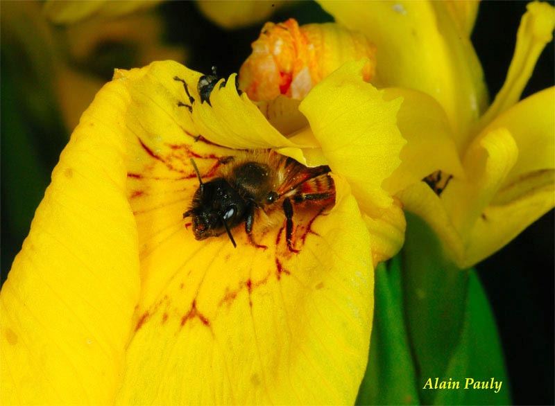 Osmia rufa, femelle