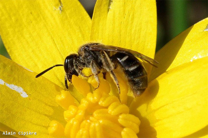 Lasioglossum pallens