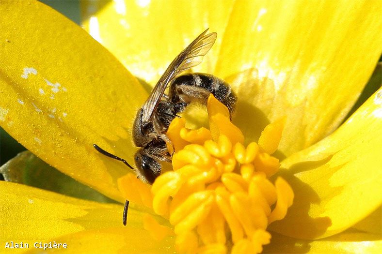 Lasioglossum pallens