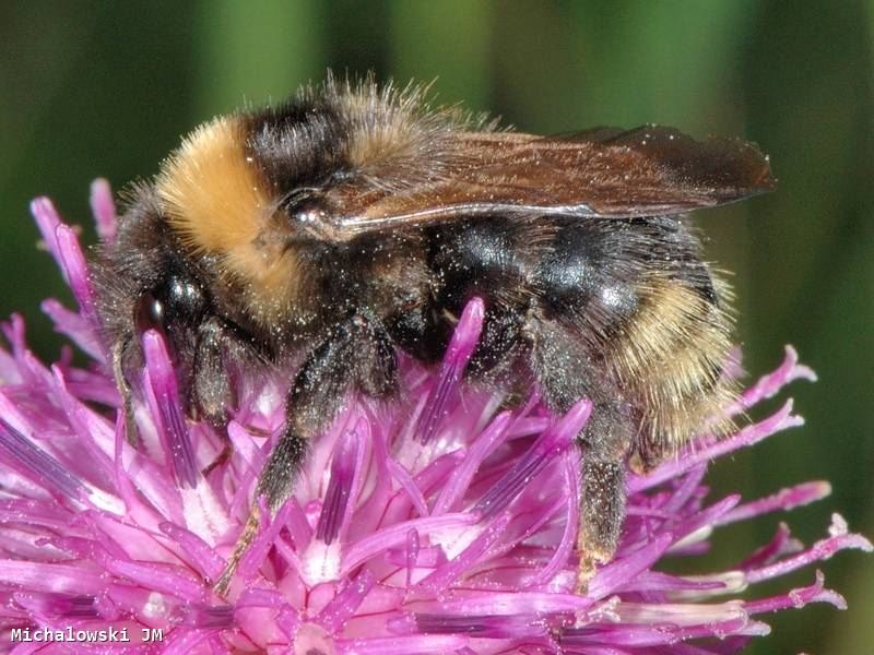 Bombus campestris