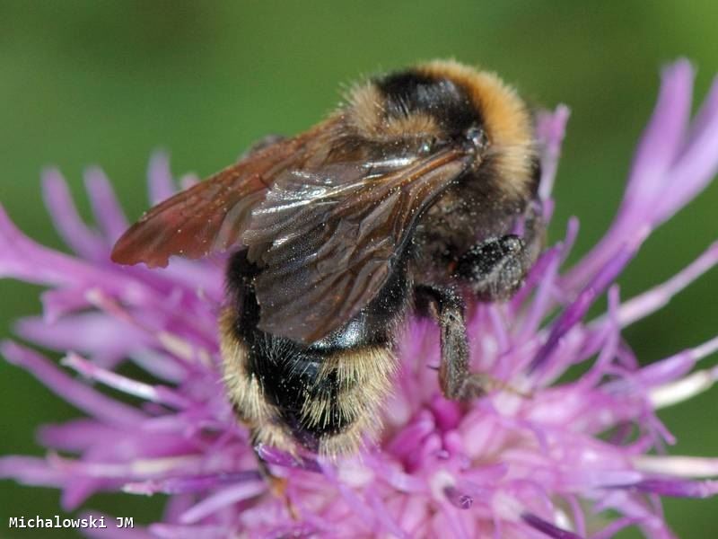 Bombus campestris