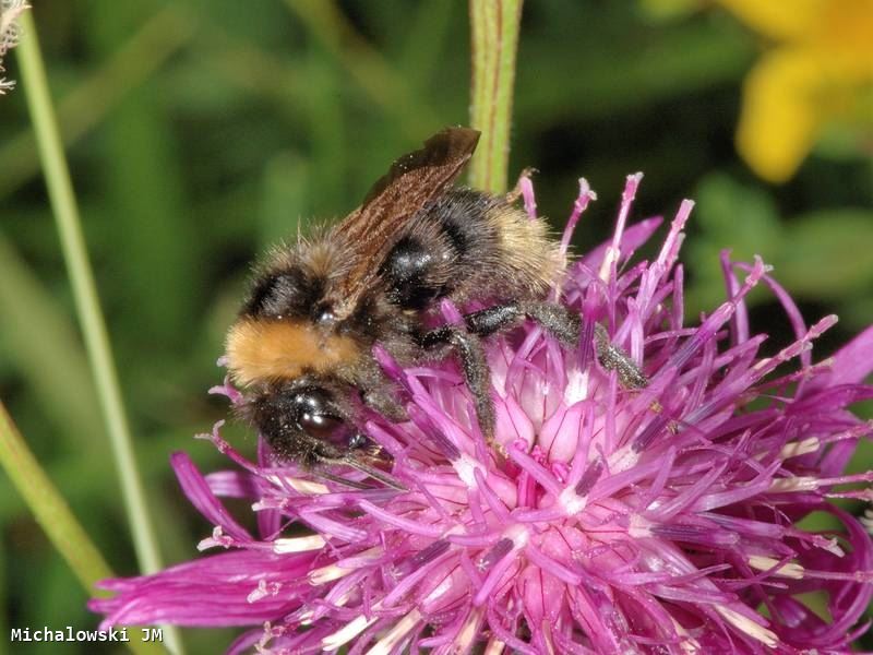 Bombus campestris