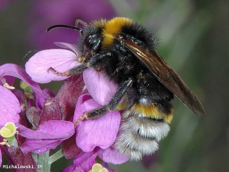 Bombus vestalis