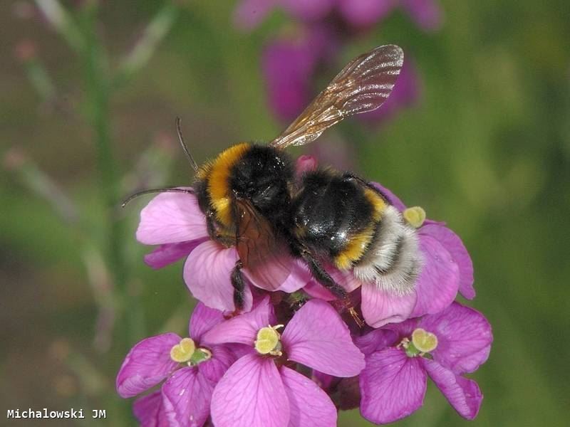 Bombus vestalis