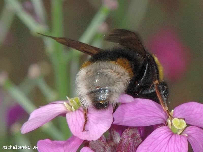 Bombus vestalis