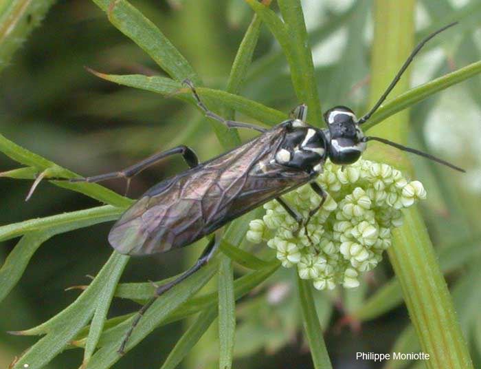 Pachyprotasis rapae