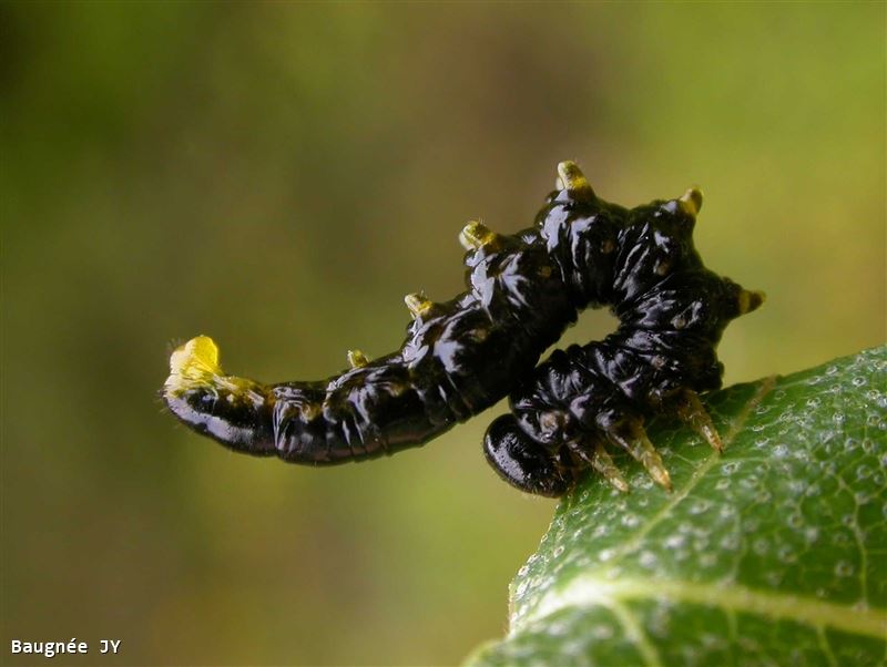 Craesus latipes