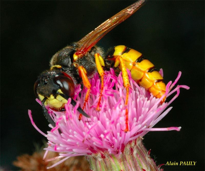 Philanthus triangulum