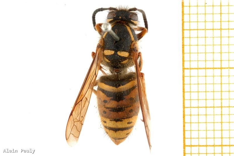 Dolichovespula_saxonica_F.jpg