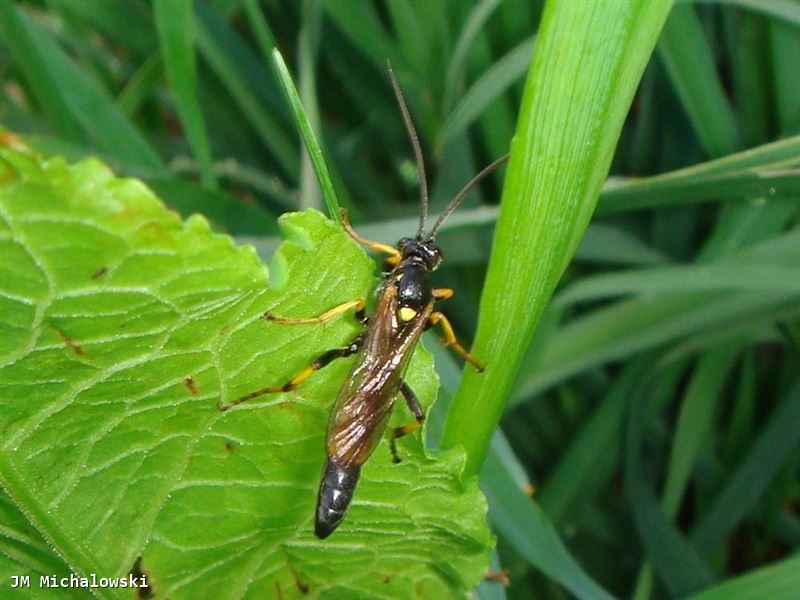 Ichneumon stramentor