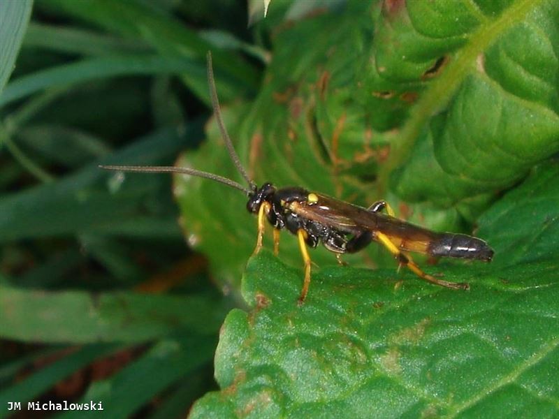 Ichneumon stramentor