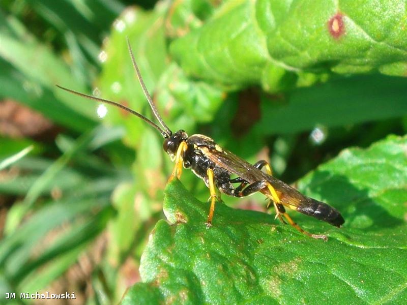 Ichneumon stramentor