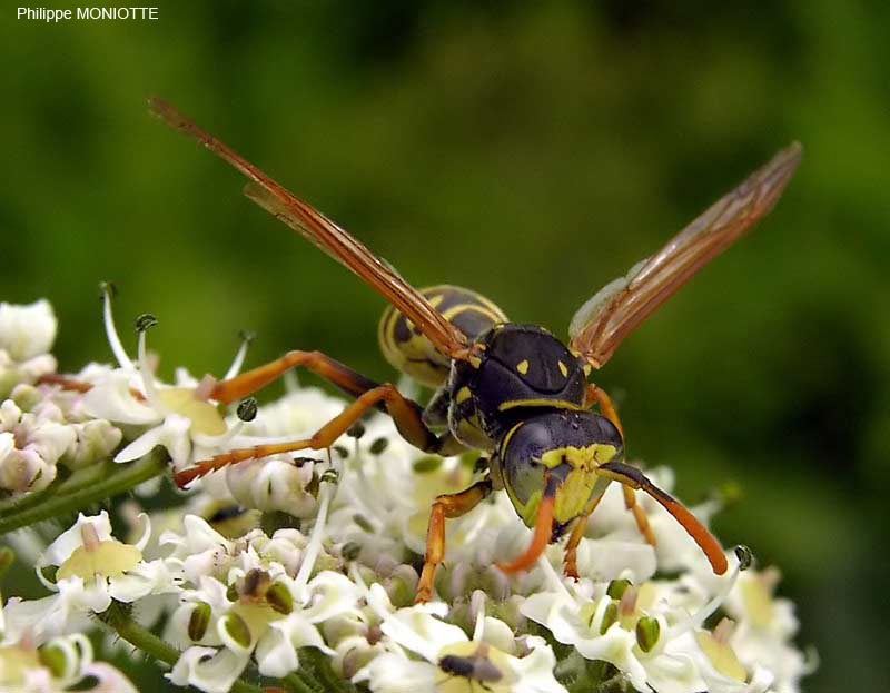 Polistes dominulus