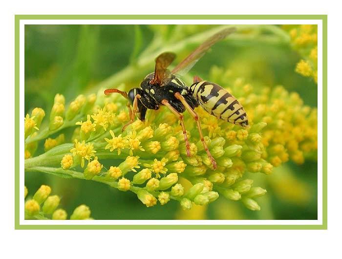 Polistes dominulus