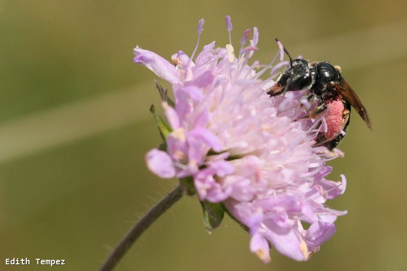 Andrena hattorfiana