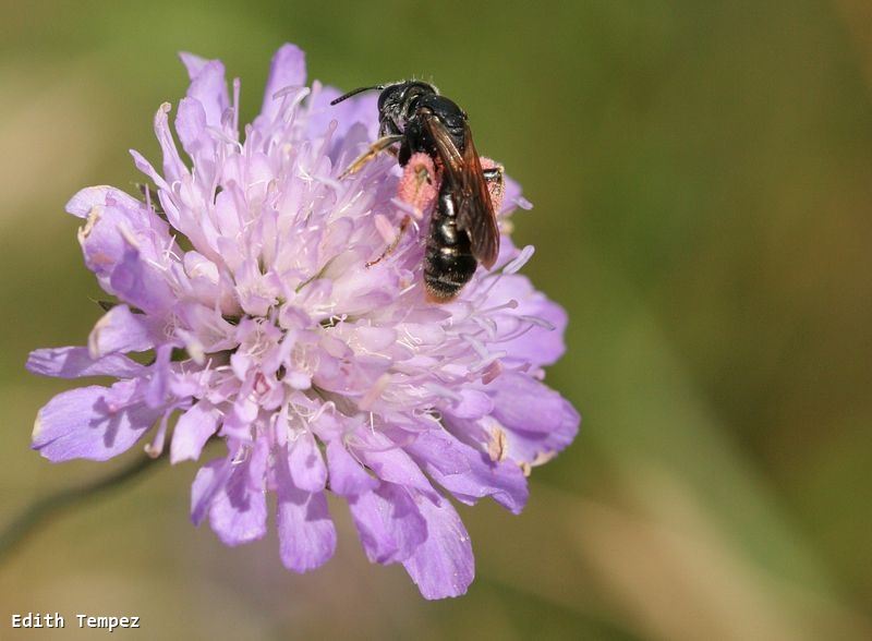 Andrena hattorfiana