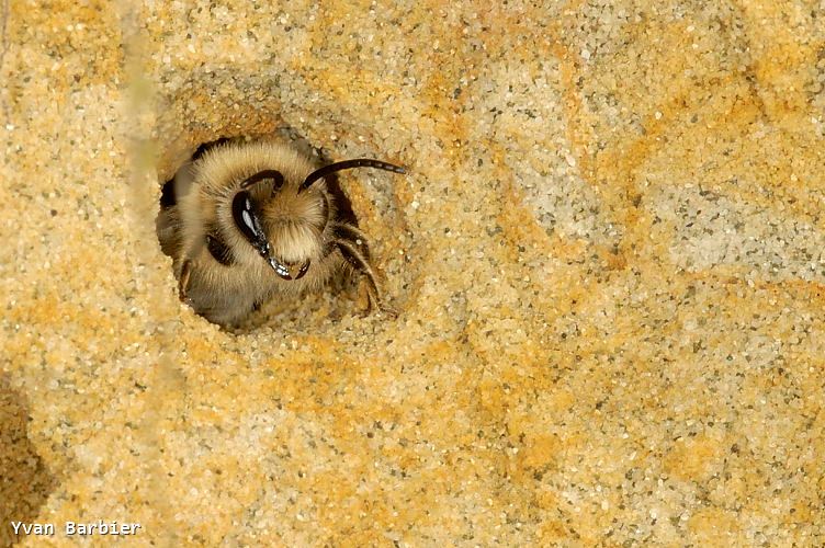 Colletes cunicularius