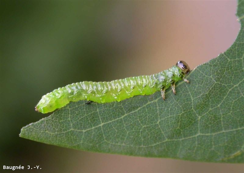 Nematus tibialis