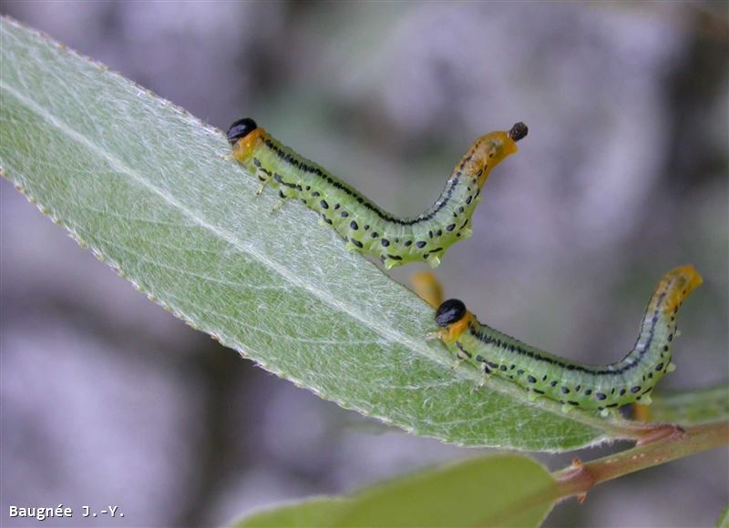 Nematus pavidus