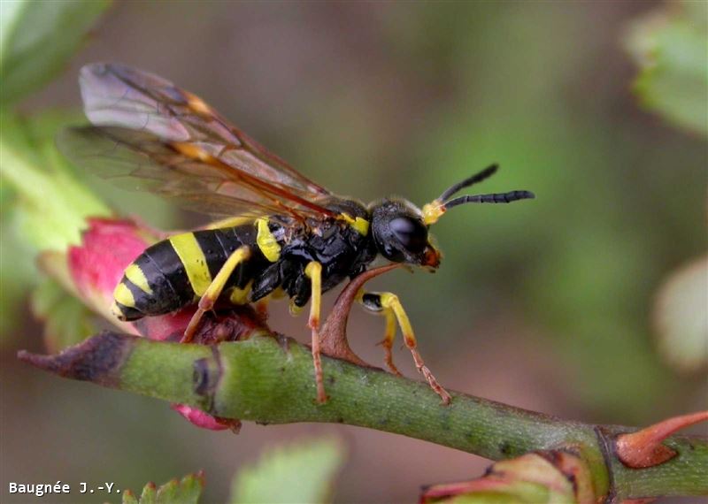 Tenthredo zona