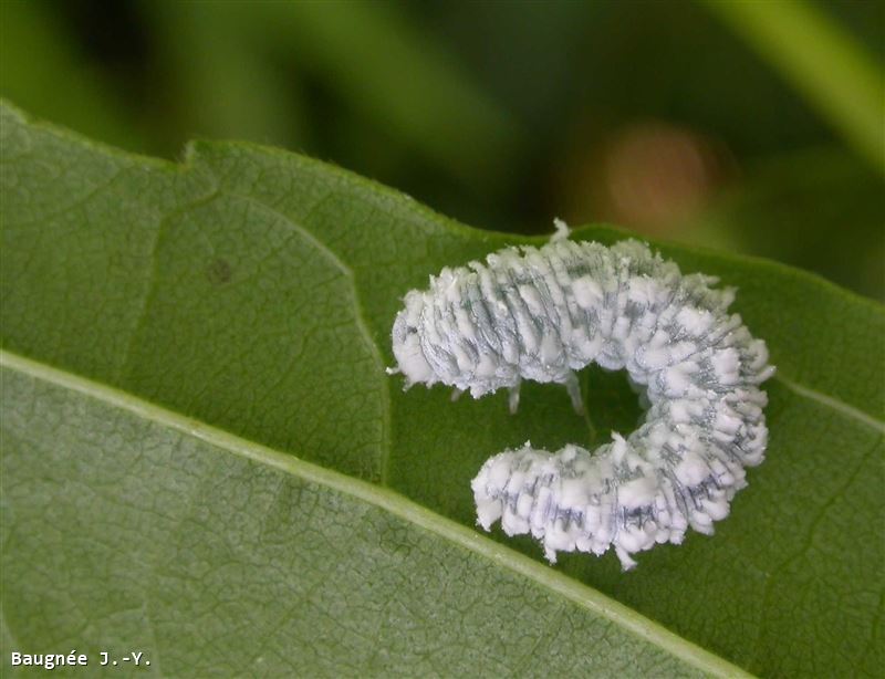 Eriocampa ovata