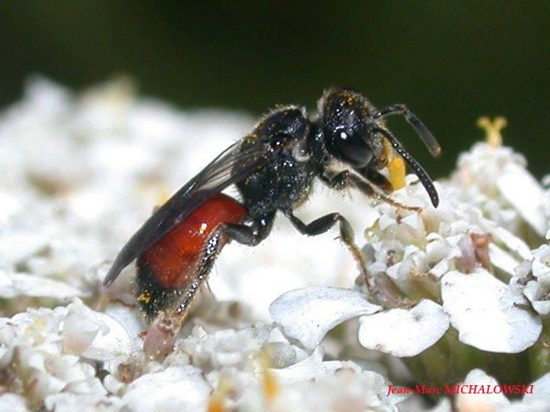 Sphecodes sp.