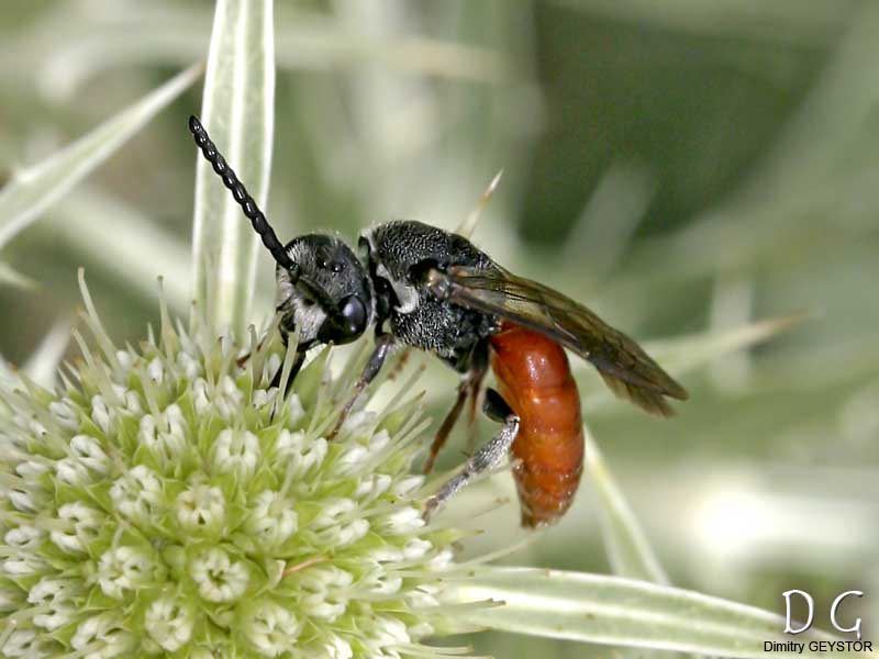 Sphecodes albilabris (Fabricius 1793), mâle