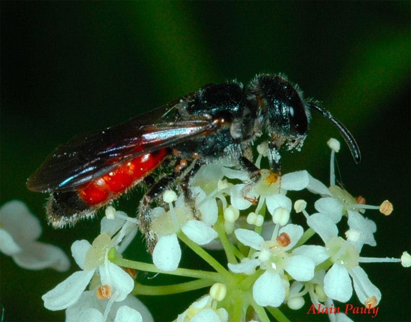 Sphecodes sp.