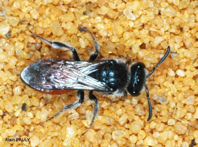 Sphecodes sp., femelle