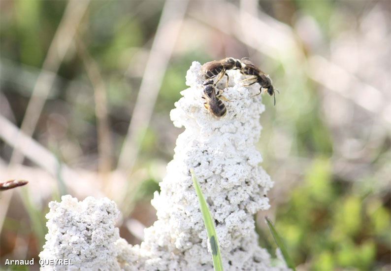 Lasioglossum marginatum