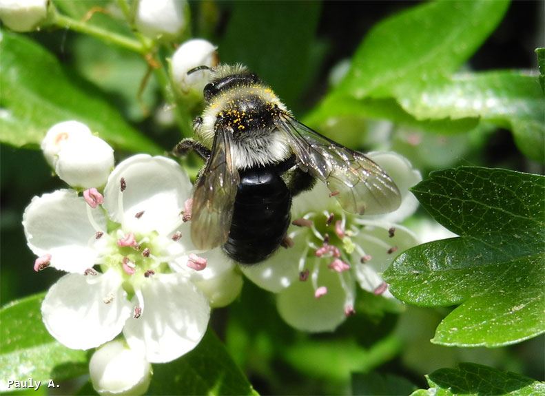 Andrena cineraria