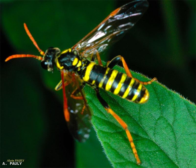 Tenthredo scrophulariae